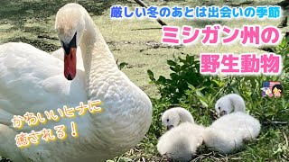 【かわいいヒナに癒される！】ミシガン州の野生動物～厳しい冬のあとは出会いの季節～