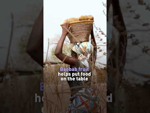The lifeline baobab fruit provides in Ghana