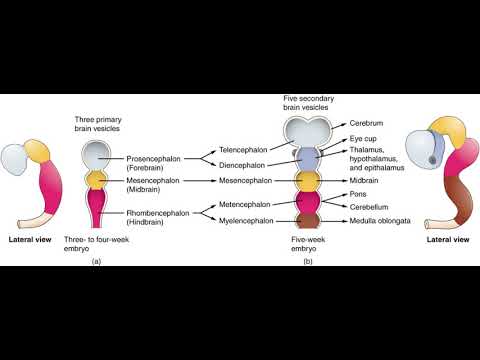 Human brain | Wikipedia audio article