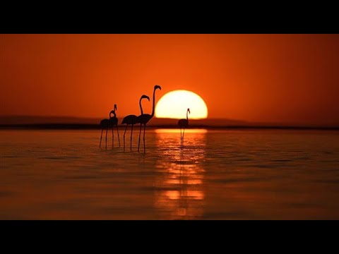 Ahmet Turan Şan - Allı Turnam