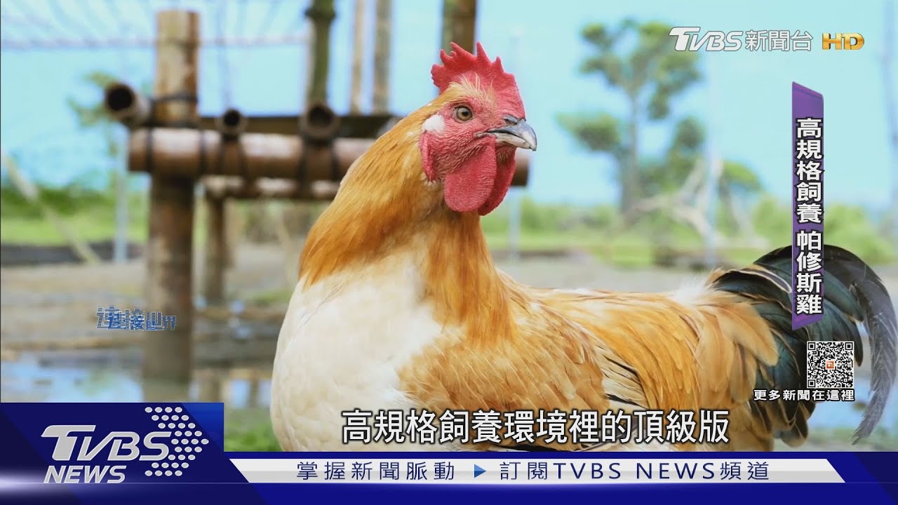 台灣土雞賣到國際! 農企業勇闖緬甸、烏茲別克