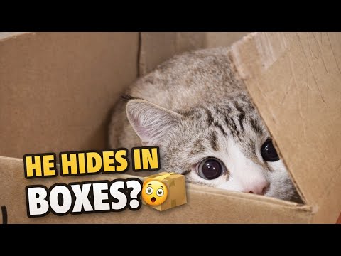 Funniest Moments Playing With My Cat Mosin 🐱💛