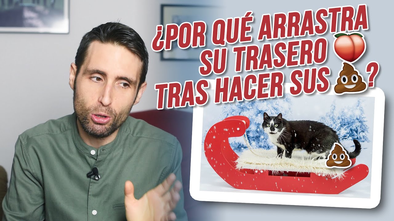 ¿Por qué mi gato arrastra su trasero cuando termina de hacer 💩