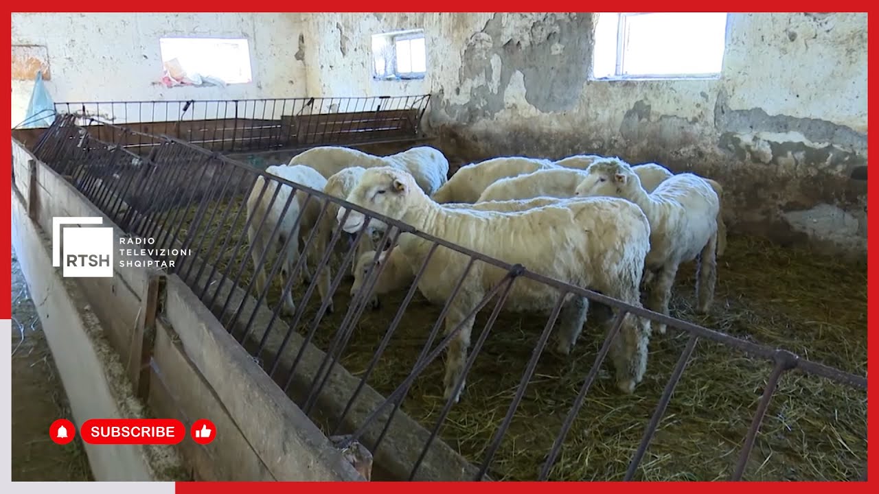Kujdesi ndaj bagëtive të imëta, është periudha e tyre e vaksinimit, kujdes gjatë mbarështimit