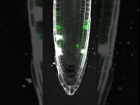 Restorative cell division during wound healing in the root tip of Arabidopsis thaliana - Cell cycle Video