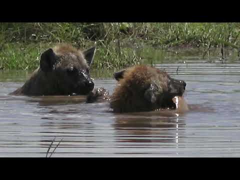 Hyenas in the water. Amboseli National Park. Kenya 4K