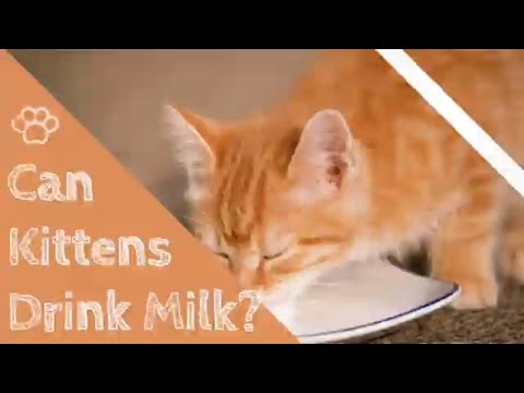 Can Kittens Drink Milk?