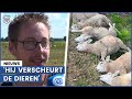 Drama voor boeren: 'Het is een seriemoordenaar'
