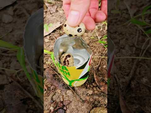 Survival Skills: Cook Eggs in Can  #camping #survival #bushcraft #outdoors #forest #lifehacks