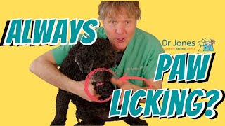 Excessive Paw Licking? Why it happens and What you can do.