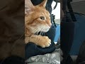 Ginger The Senior Cat Enjoy Cuddles Shorts