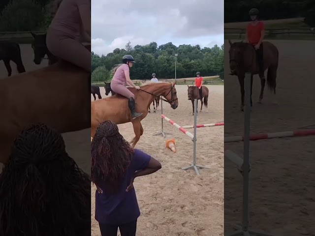 Cavalla Sella Francese In vendita 2010 Sauro