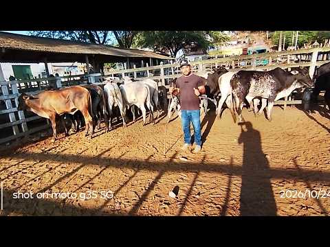 Feira de animais da cidade de bezerros Pernambuco