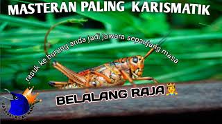 Download lagu MASTERAN PALING DI CARI || BELALANG RAJA mp3
