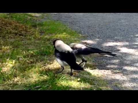 Corvus cornix - Hooded crow - Kråka