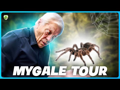 Mygales: Dive into the Fascinating World of Giant Spiders 🕷️