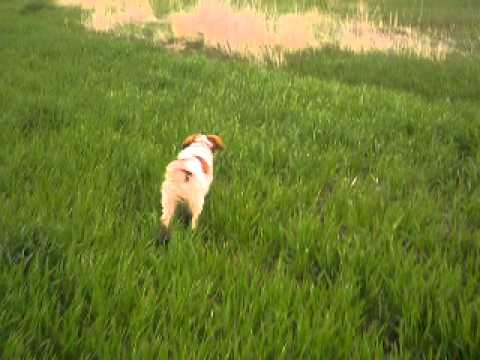 Nedeljno popodne-trening kerova, lovci Prcilovica 6