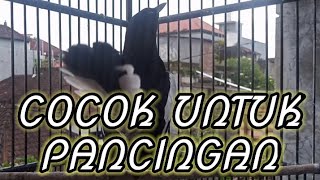 Download lagu Tembakan kasar sangat cocok untuk pancingan kacer lambat panas agar nyaut gacor bongkar isian! mp3