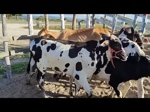 Feira de gado de Jurema-PE 07/03/26