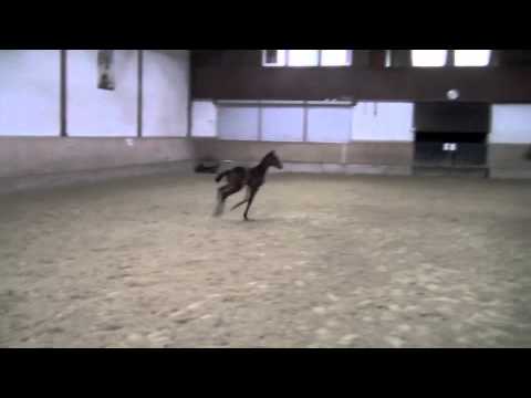 Fohlen von Franziskus x Cornet Fever