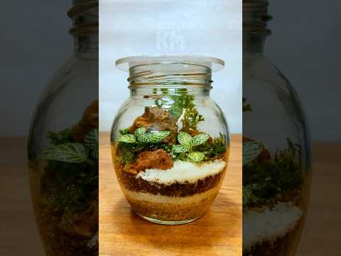 Mini Terrarium in a Jar | Easy Plant DIY