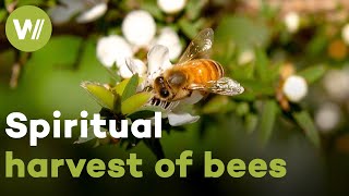 Protecting the future of beekeeping as a tradition of Maori culture | Master of Bees (New Zealand)