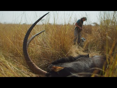 SAVING THE GIANT SABLE - PROMO