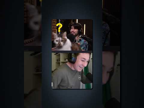 Mon chat a une quête pour nous 😭 #youtubeshorts