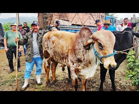 FEIRA DO GADO EM BELO JARDIM-PE  08-06-2026  #nordeste