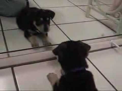 Štene protiv ogledala www.RapidBelgrade.com