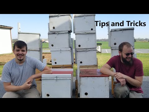 Swarm Trapping Complete Overview - How to Catch Swarms of Honeybees - Our Method 2021- Tips & Tricks