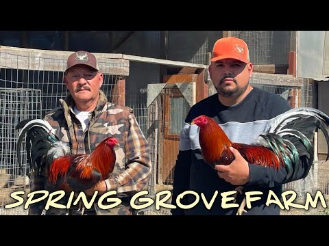 Albany Kelso Grey - SPRING GROVE FARM