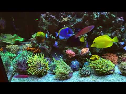How to mix Wrasses in a Reef tank. 😁