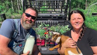 Alaskan Homesteaders do ALL the FARM THINGS with a LAUGH! Farm Snacks, Gardening, Chores, Milking