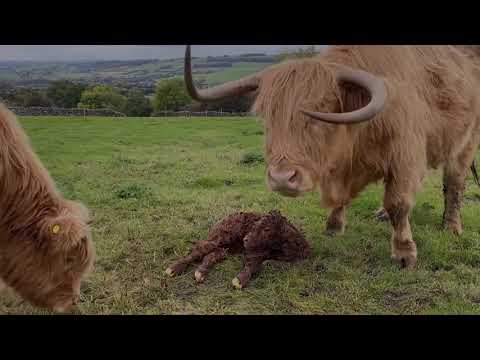 FIRST MOMENTS -  NEWBORN Highland calf - first wobbles , first steps. Dale farm PEAK DISTRICT