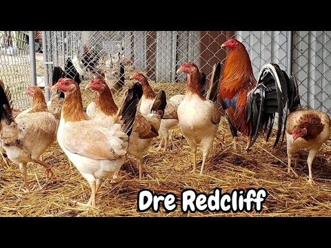 Adrian Francisco Dre RedCliff Farm – Fütterungszeit Freilandhühnerstall in Georgia, USA