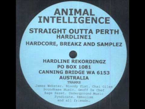Animal Intelligence - Another Object Of A Rave
