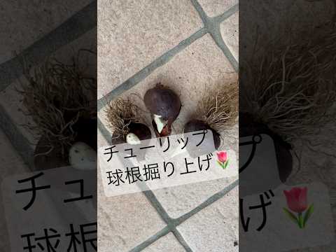 野生のチューリップ 植物