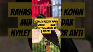 Download lagu Nektar konin murah ‼️tidak nyilet dan gacor tanpa kulkas ‼️tanpa basi ‼️ mp3