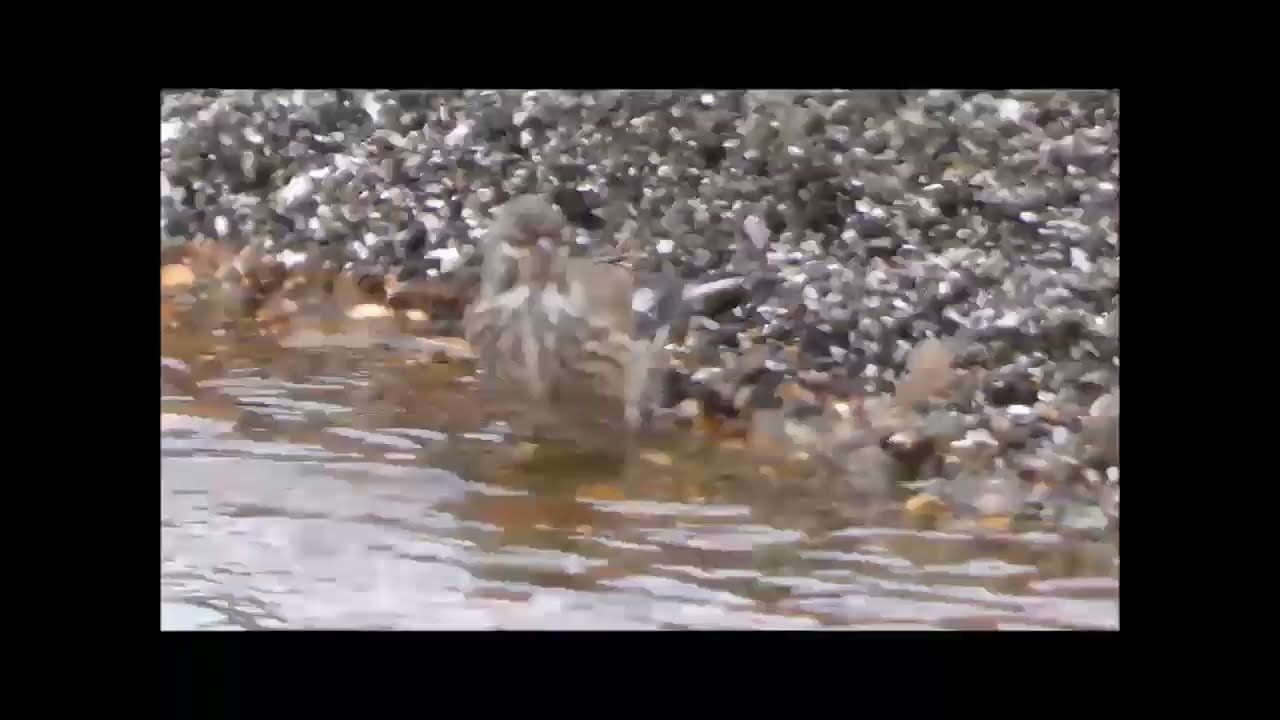 Male Linnet bathing in stream at beach. Identified by an expert as it had me stumped!