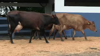 Vídeo 118 - 1ª ETAPA MEGA LIQUIDAÇÃO TOTAL AGROPECUÁRIA MARAJOARA - DIA 4 | GADO GIROLANDO E HOLANDÊS
