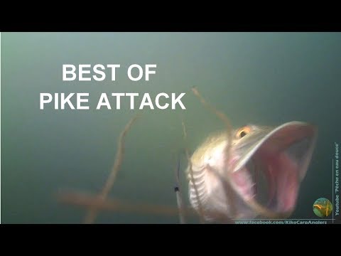 BEST OF: 34 PIKE UNDERWATER ATTACKS IN 2 MINUTES !