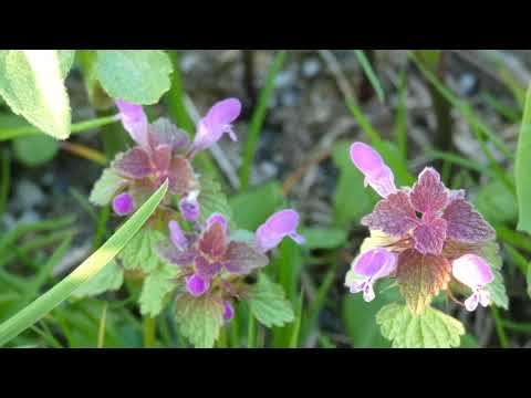 Velebí moja duša Pána - Magnifikat - Chválospev Panny Márie