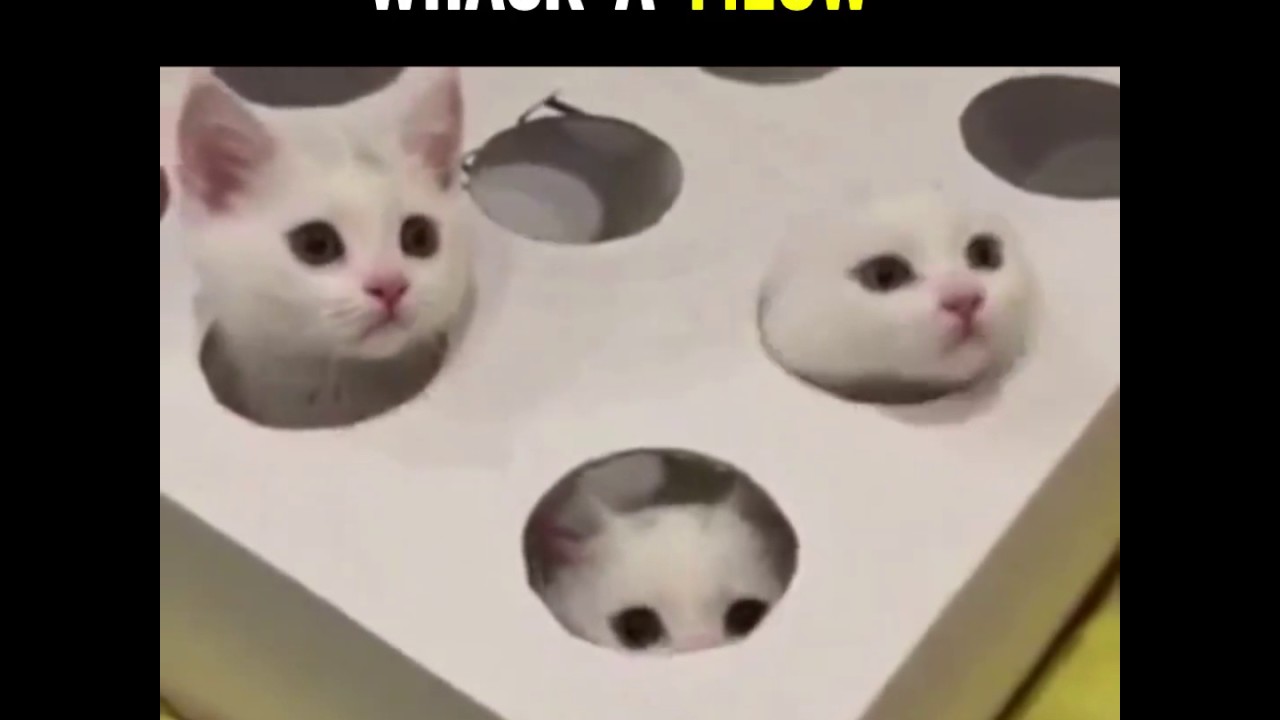 This the cutest cat video in the world!!