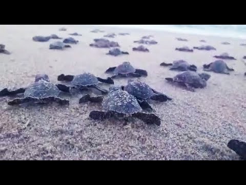 Turtle hatchling making its first steps to a long sea journey
