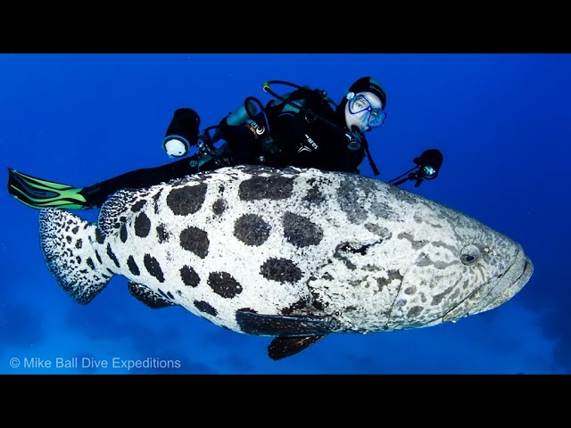 Great Barrier Reef diving video: Spirit of Freedom. Cairns liveaboard to the Coral Sea Australia