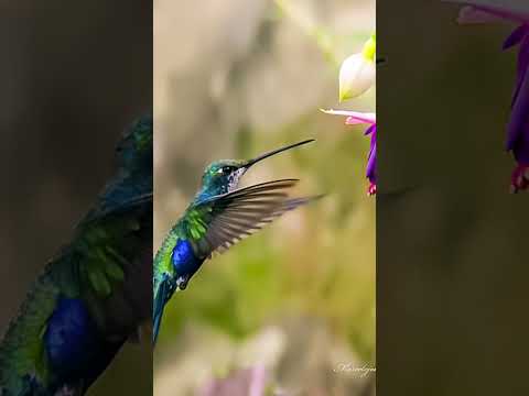 Aves que se observan y encuentran en Devoto Córdoba ArgentinaPicaflor de Barbijo Nikonp900