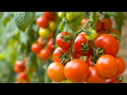 What Makes a Tomato a Superfood? | Superfoods Guide