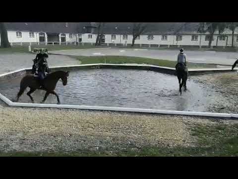 Fuchswallach Fürstengold von Hengst Fürsten-Look aus der Verb.Pr. Stute Raphaela