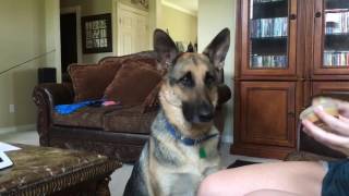 He won't eat his apple without peanut better